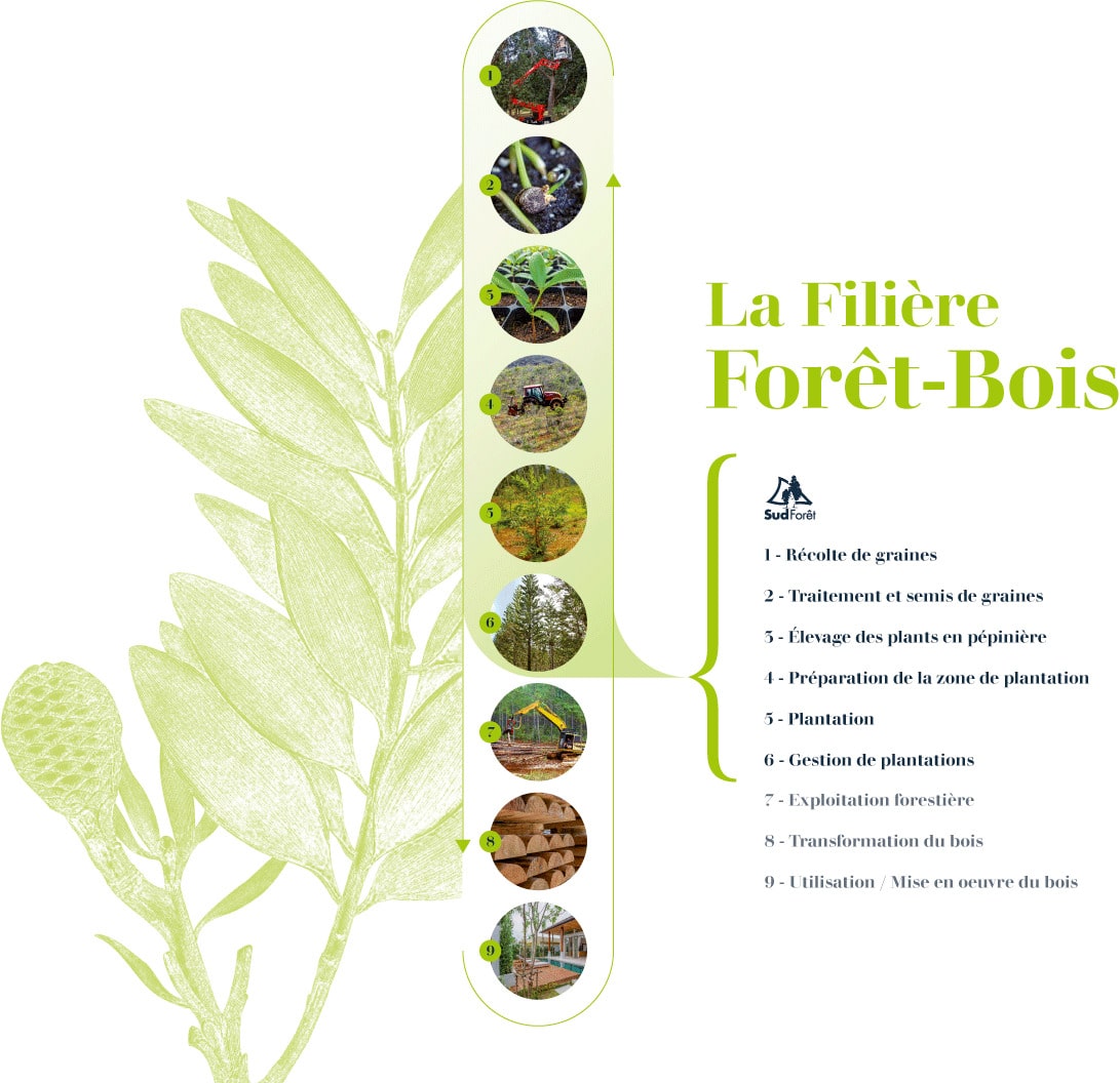 la filiaire foret bois